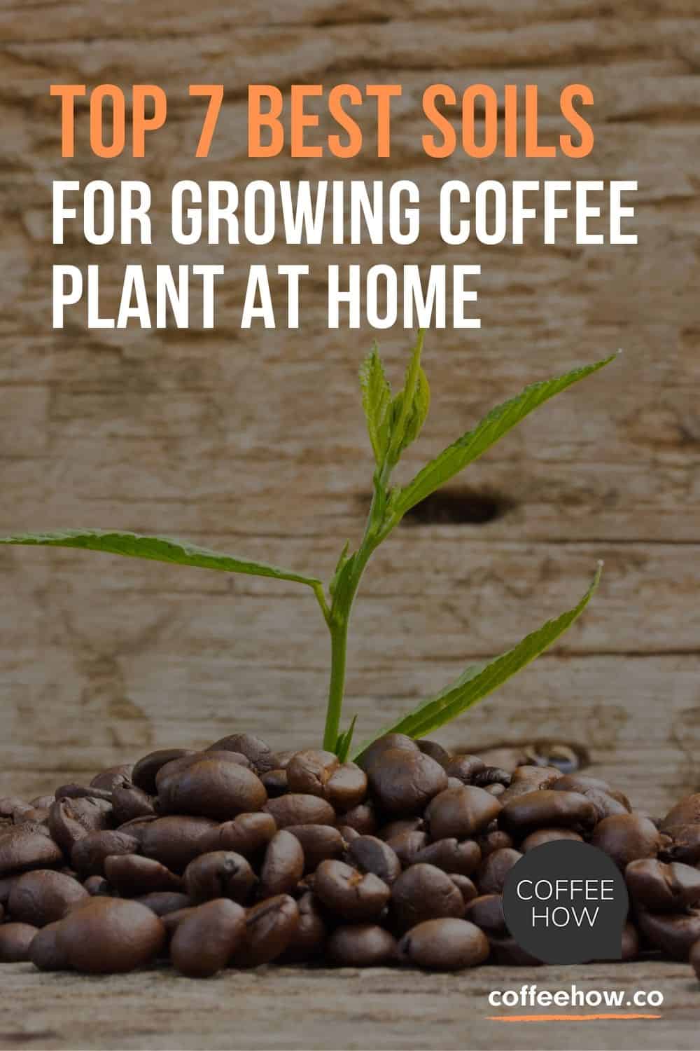 7 Best Soils For Your Coffee Plant At Home! Grow Coffee DIY