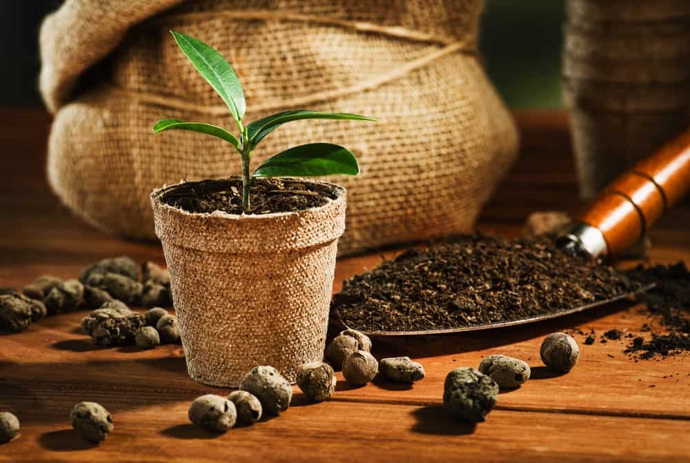 Top 7 Best Soils For Growing Coffee Plant At Home Pin