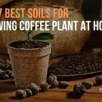 Top 7 Best Soils For Growing Coffee Plant At Home