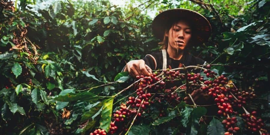 10 Best Sumatra Coffee Beans 4