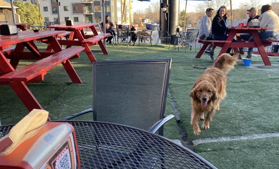 12 Best Dog-friendly Cafes In The USA