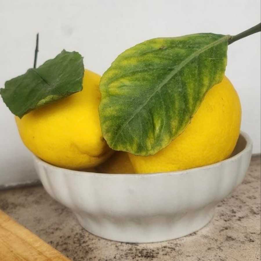 The Lemonade That Actually Smells Like Lemon