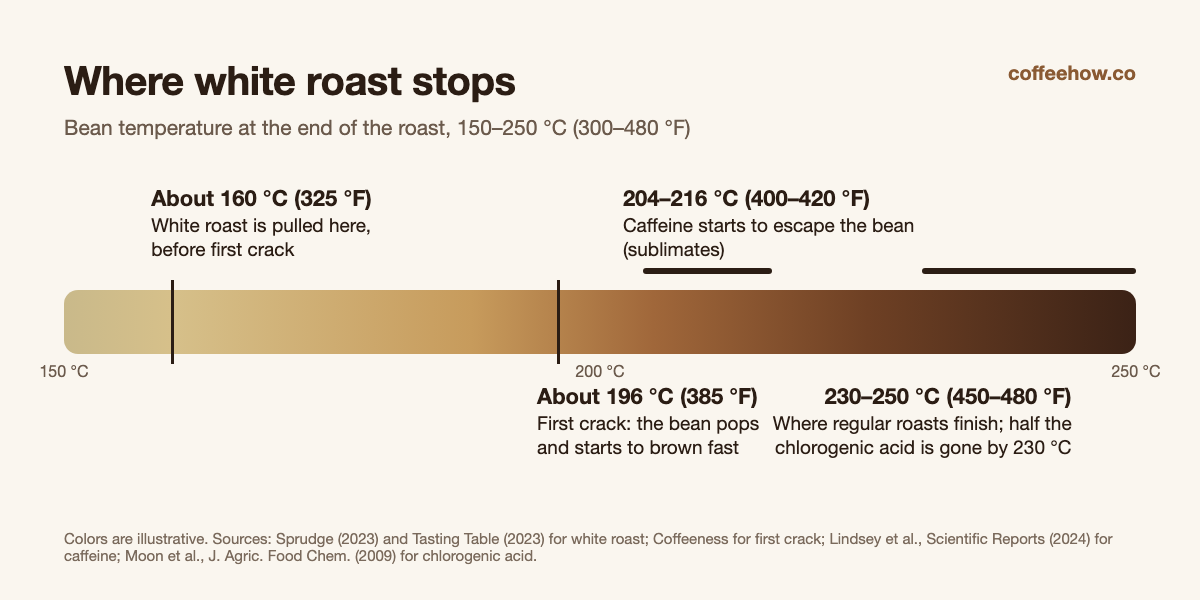 Roast temperature scale: white roast ends at about 160 °C, first crack at about 196 °C, caffeine loss from 204–216 °C, regular roasts end at 230–250 °C